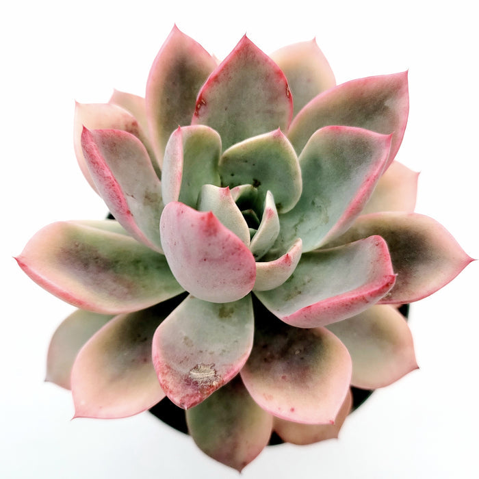 Echeveria Pretty in Pink succulent with pink-edged green leaves.