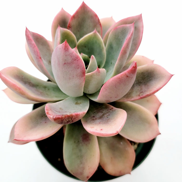 Echeveria Pretty in Pink succulent with pink-edged, fleshy leaves.