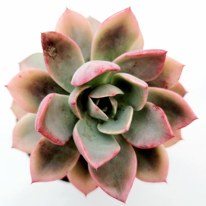Echeveria Pretty in Pink, pale green with pink-edged leaves.