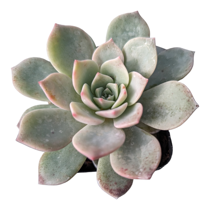Echeveria Pretty in Pink succulent with bluish-green leaves.