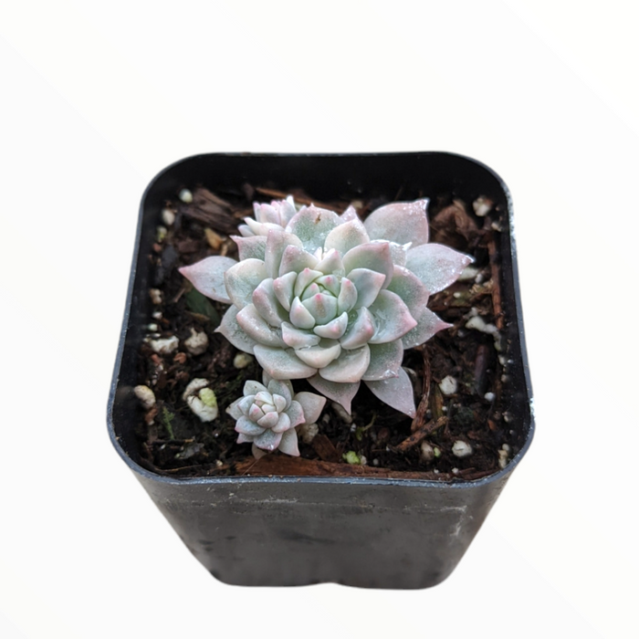 Echeveria Prolifica Variegata in black pot with offset.