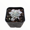 Echeveria Prolifica Variegata in black pot with offset.