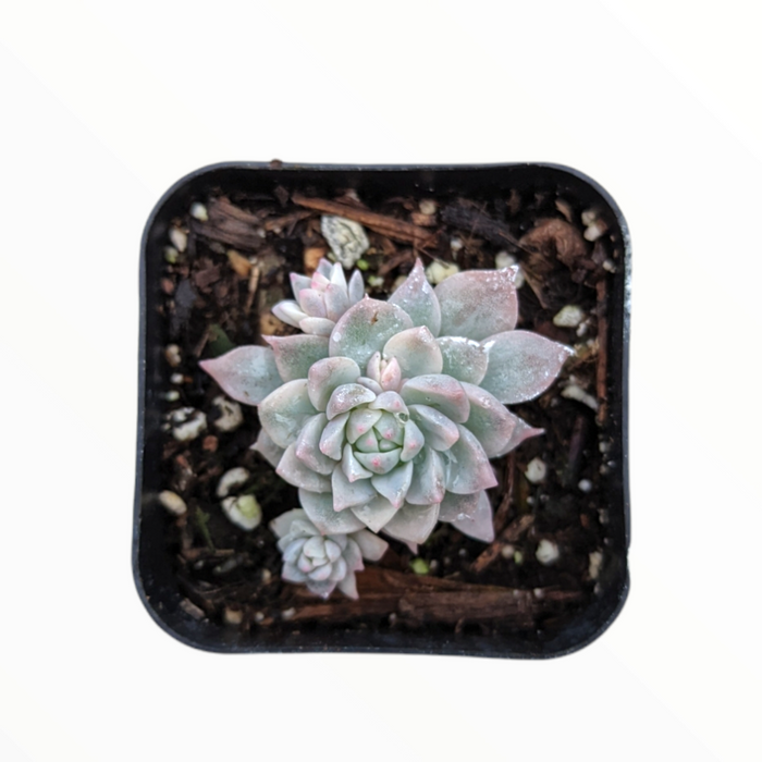 Echeveria Prolifica Variegata in square nursery pot.