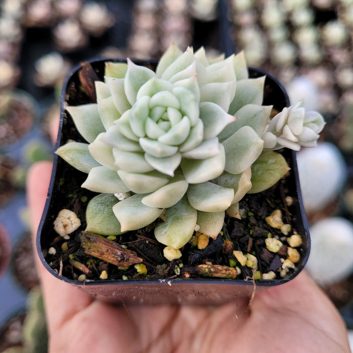 Echeveria Prolifica Variegata succulent in square pot.