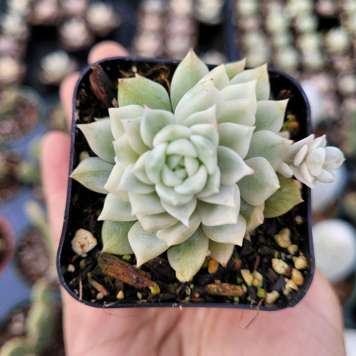 Echeveria Prolifica Variegata rosette in small nursery pot.