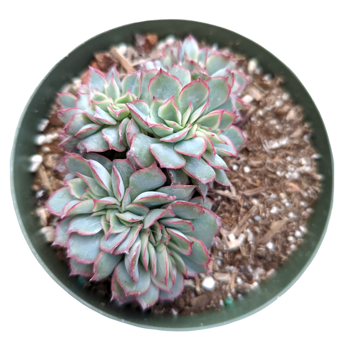 Echeveria pulidonis Crest in pot with symmetrical rosettes.