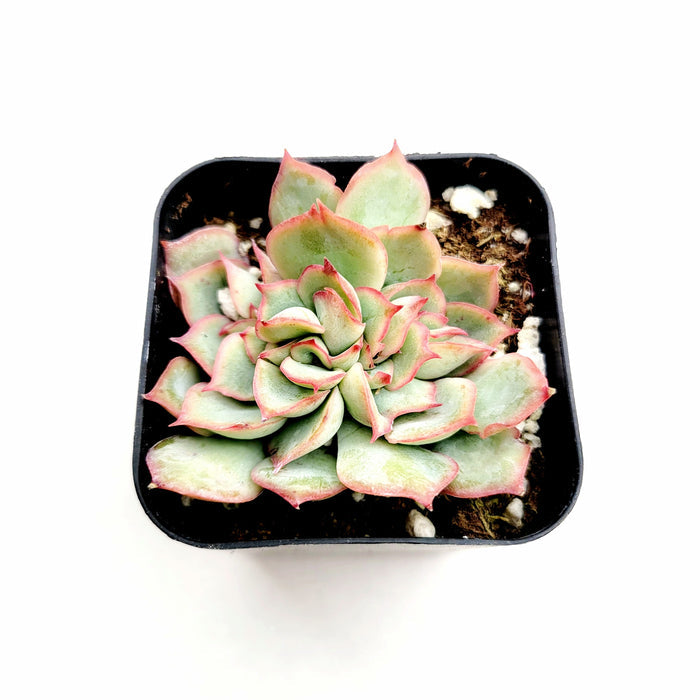 Echeveria pulidonis Crest in black pot.