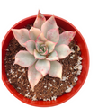 Echeveria pulidonis Variegata in a red nursery pot.