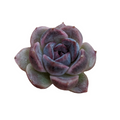 Echeveria 'Purple Yam' succulent, rosette-shaped, spoon leaves.