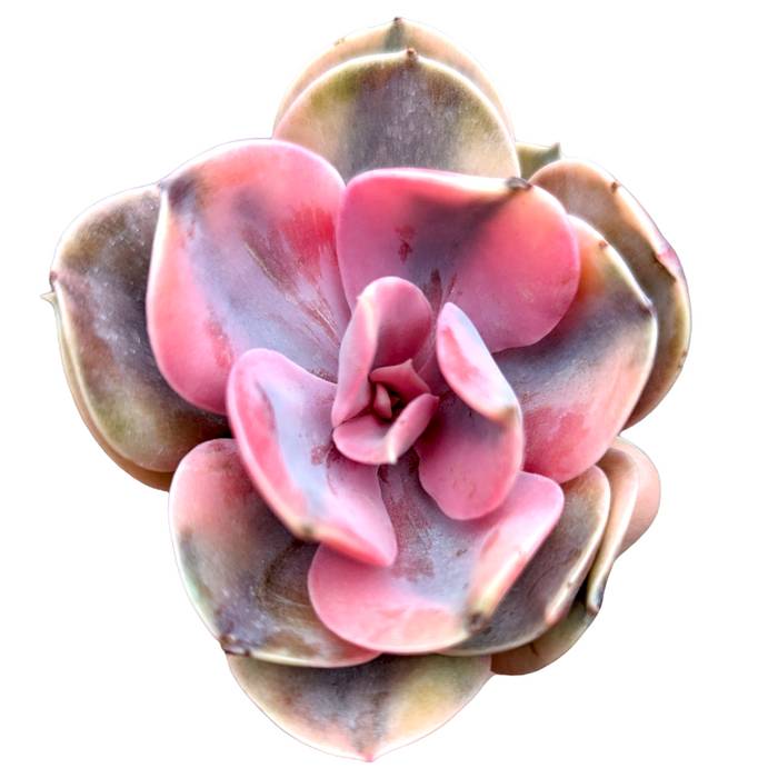 Echeveria Rainbow succulent with spoon-shaped leaves, pink-purple hues.