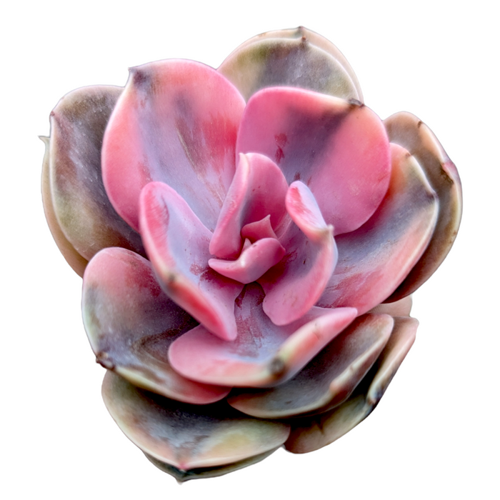 Echeveria Rainbow succulent with pinkish-gray rosette form.