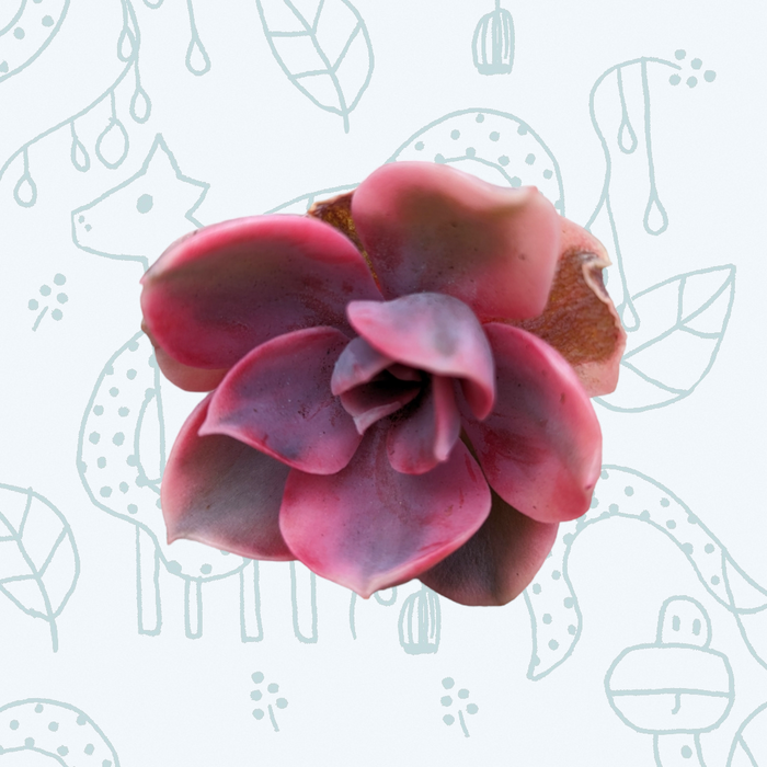 Echeveria Rainbow succulent with pinkish-red, spoon-shaped leaves.