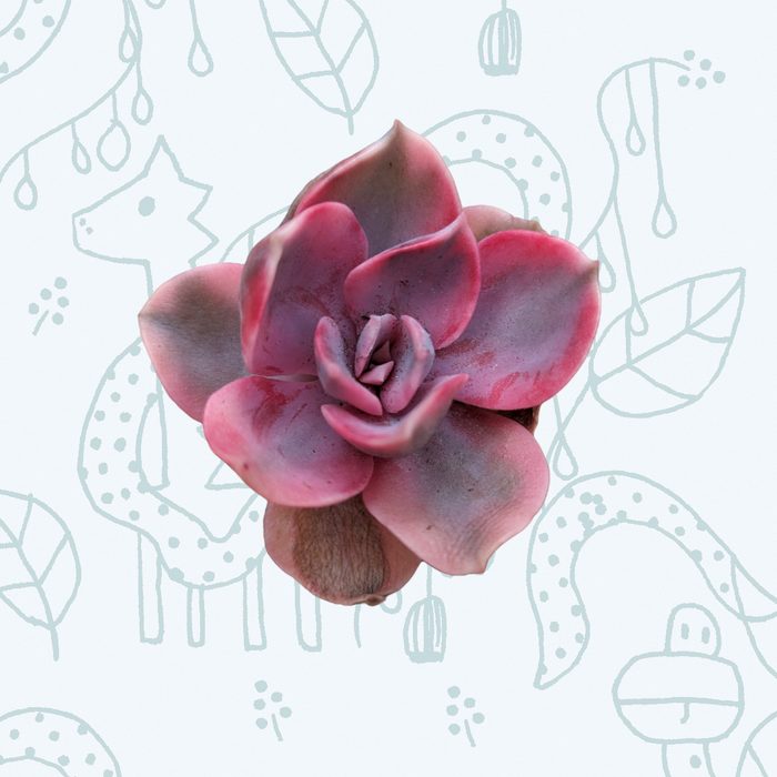 Echeveria Rainbow succulent with pinkish, paddle-shaped leaves.