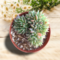 Echeveria 'Ramillette' succulent in a plastic pot.