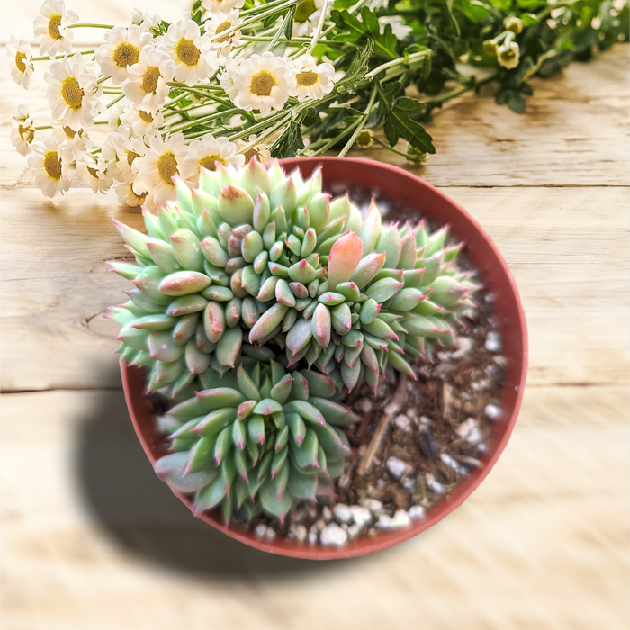 Echeveria 'Ramillette' Crest in pot on wood surface.