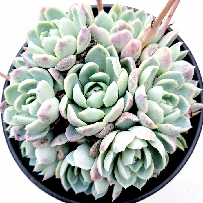 Echeveria 'Raspberry Ice' rosettes in black pot.