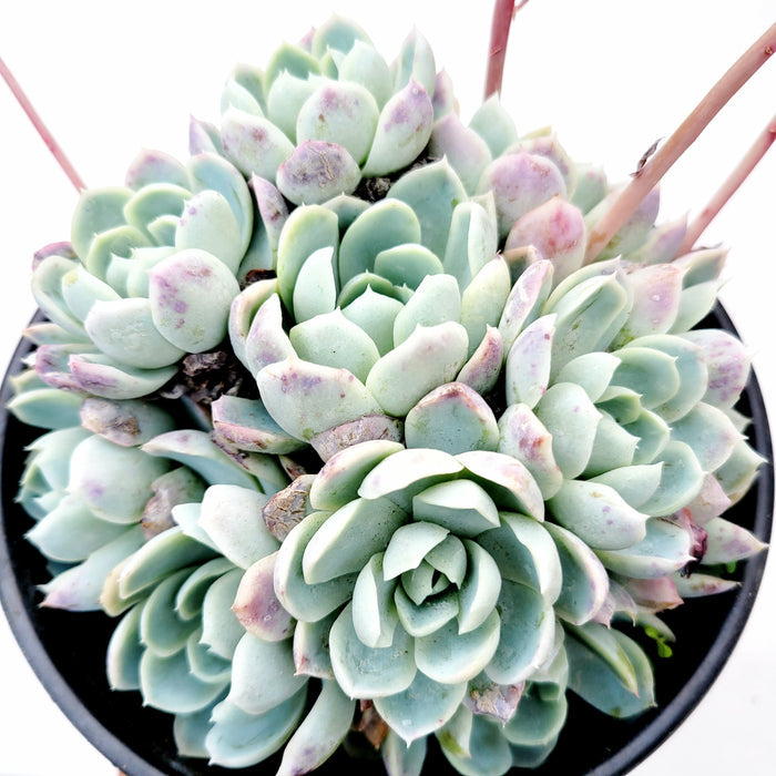 Echeveria 'Raspberry Ice' cluster in pot.