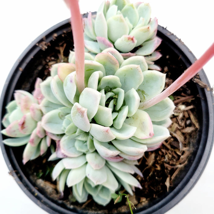 Echeveria 'Raspberry Ice' with pink-tipped rosette leaves and flower stalks.