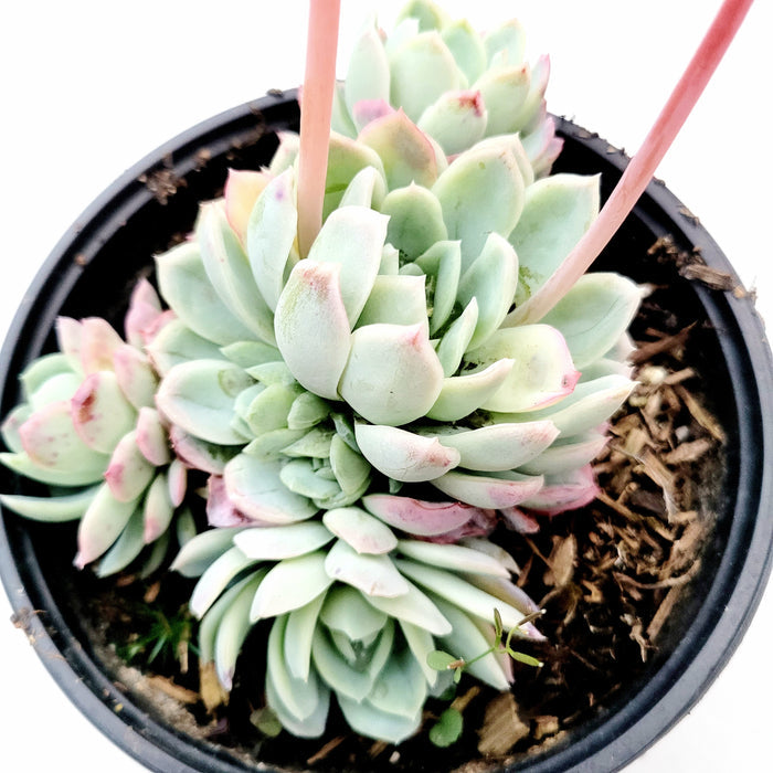 Echeveria 'Raspberry Ice' in black nursery pot.