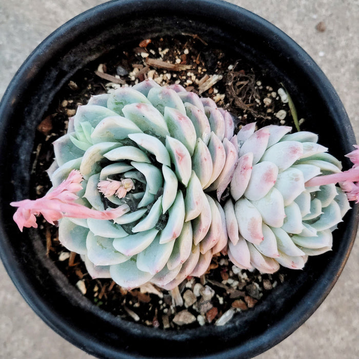 Echeveria 'Raspberry Ice' with pink-tipped leaves and flower stalks.