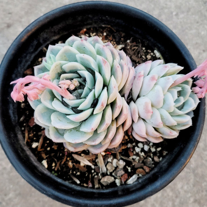 Echeveria 'Raspberry Ice' with pink-tipped blue rosettes.