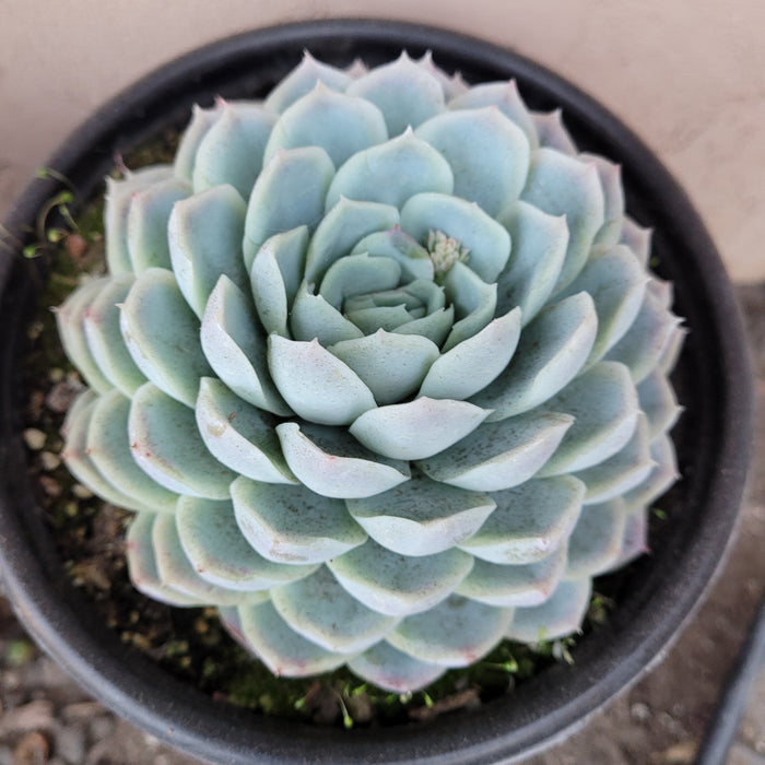 Echeveria 'Raspberry Ice' succulent, rosette pattern.