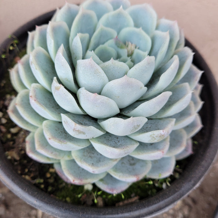 Echeveria 'Raspberry Ice' with powdery-blue rosette leaves.