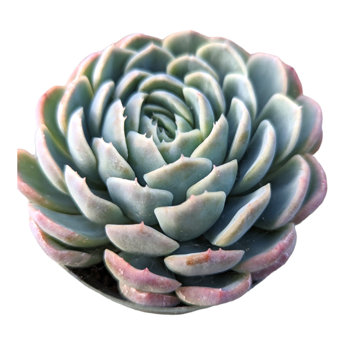 4 Inch Single