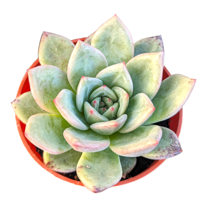 Echeveria Red Champagne in rosette form.