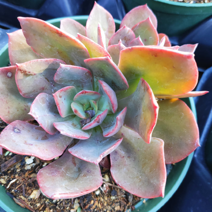 Echeveria 'Red Flame' succulent with pinkish-red leaf margins.