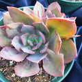Echeveria 'Red Flame' succulent with pinkish-red leaf margins.