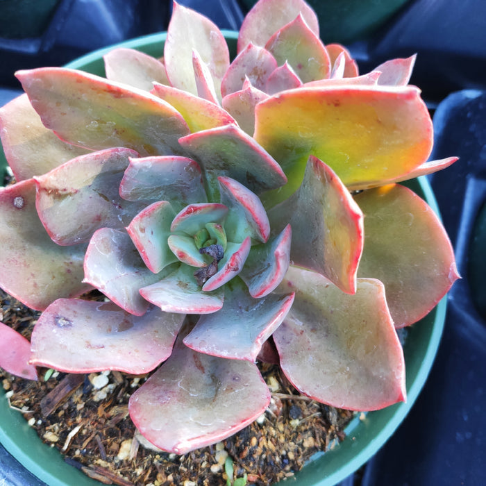 Echeveria 'Red Flame' succulent in green pot.