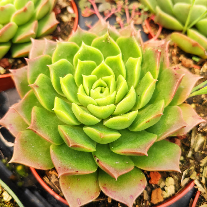 Echeveria 'Red Hole' succulent with green leaves, reddish tips.