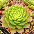 Echeveria 'Red Hole' succulent with green leaves, reddish tips.