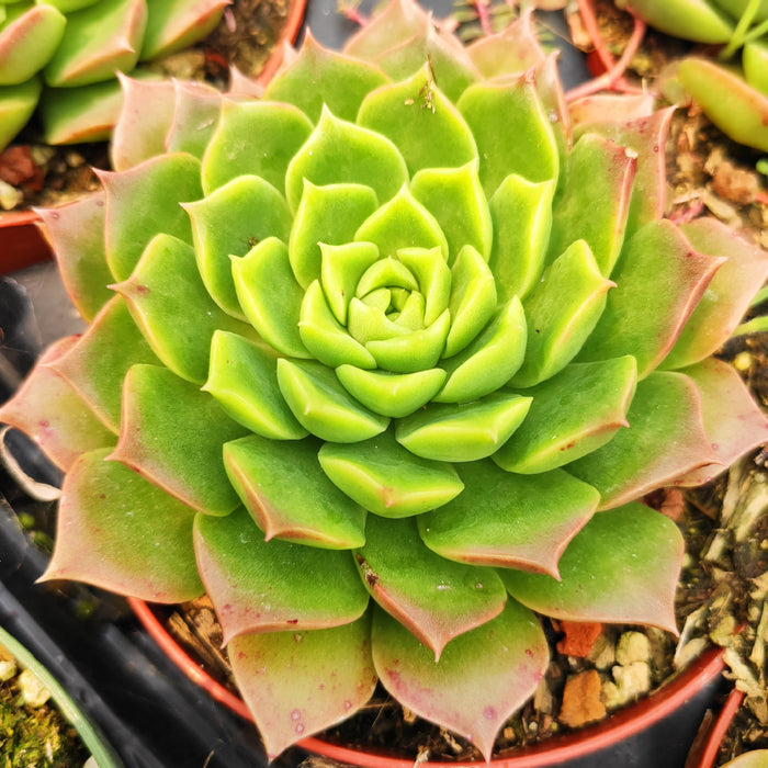 Echeveria 'Red Hole' potted succulent with pink-tipped leaves.