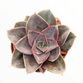 Echeveria 'Red Sky' succulent with pink-tipped rosette leaves.