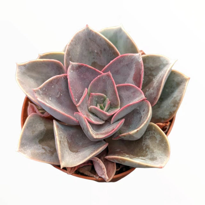 Echeveria 'Red Sky' succulent in a small pot.