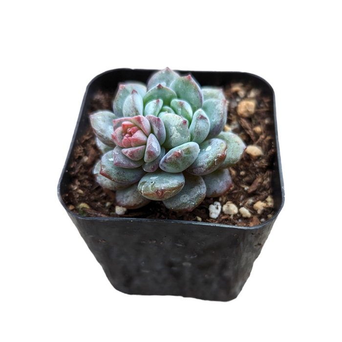 Echeveria Red Snow succulent in a small nursery pot.