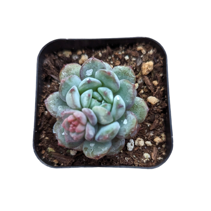 Echeveria Red Snow succulent in square container.