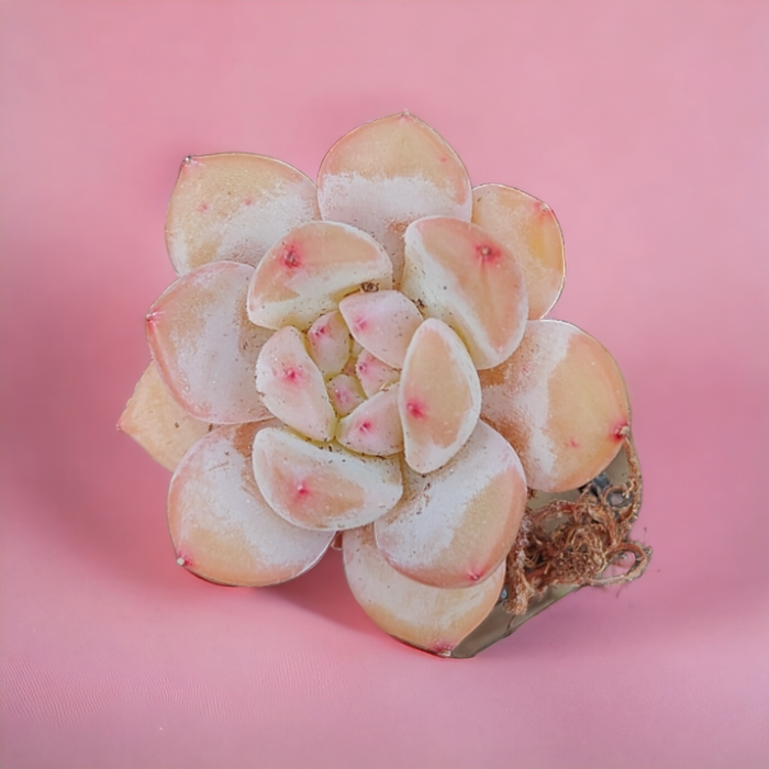 Echeveria 'Red Stone' succulent, pastel-toned rosette.