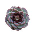 Echeveria Red Velvet succulent with bluish-green leaves, reddish tips.