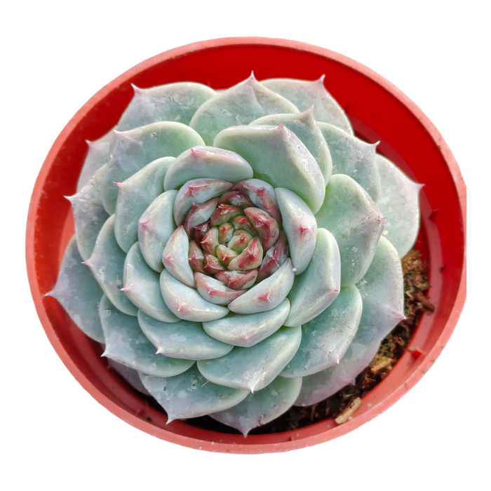 Echeveria Red Velvet in a red pot, top view.