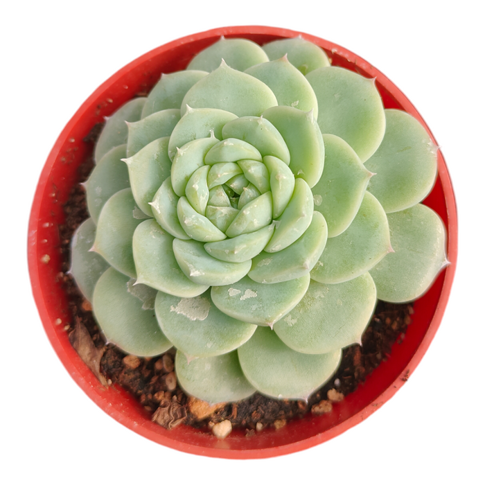 Echeveria Red Velvet in red nursery pot with potting mix.