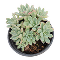 Echeveria 'Reia Tanaka' in black pot, rosette form.