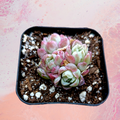 Echeveria Rose Moon succulent in square nursery pot.