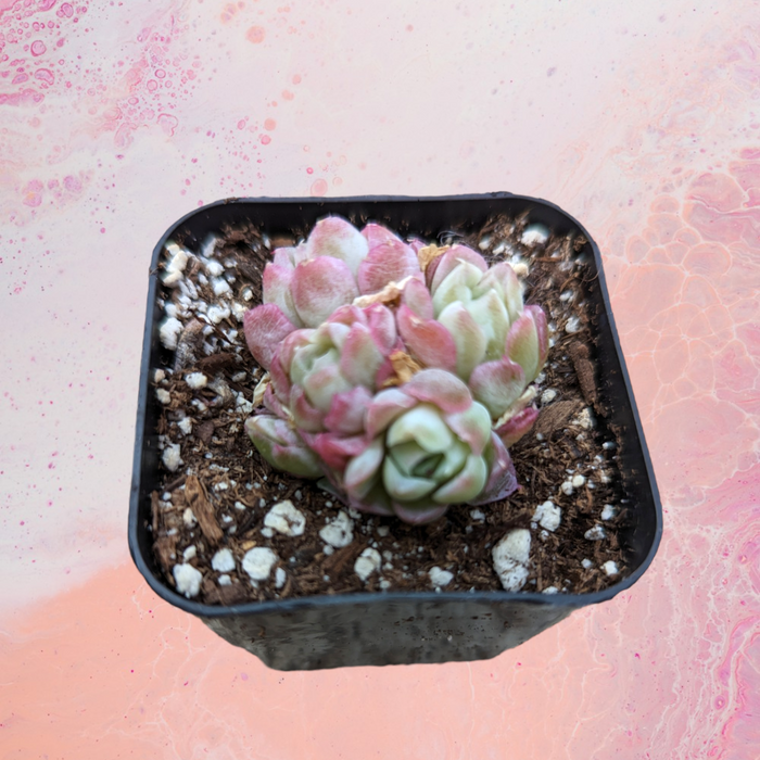 Echeveria Rose Moon in black nursery pot with perlite mix.