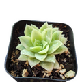Echeveria Rose Queen in nursery pot with potting mix.