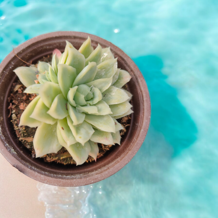 Echeveria Rose Queen succulent in a brown pot by turquoise water.
