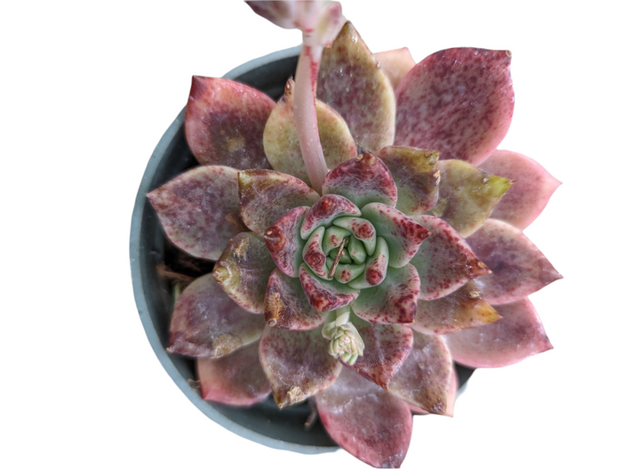 Echeveria Rosebony succulent with reddish-spotted, spoon-shaped leaves.