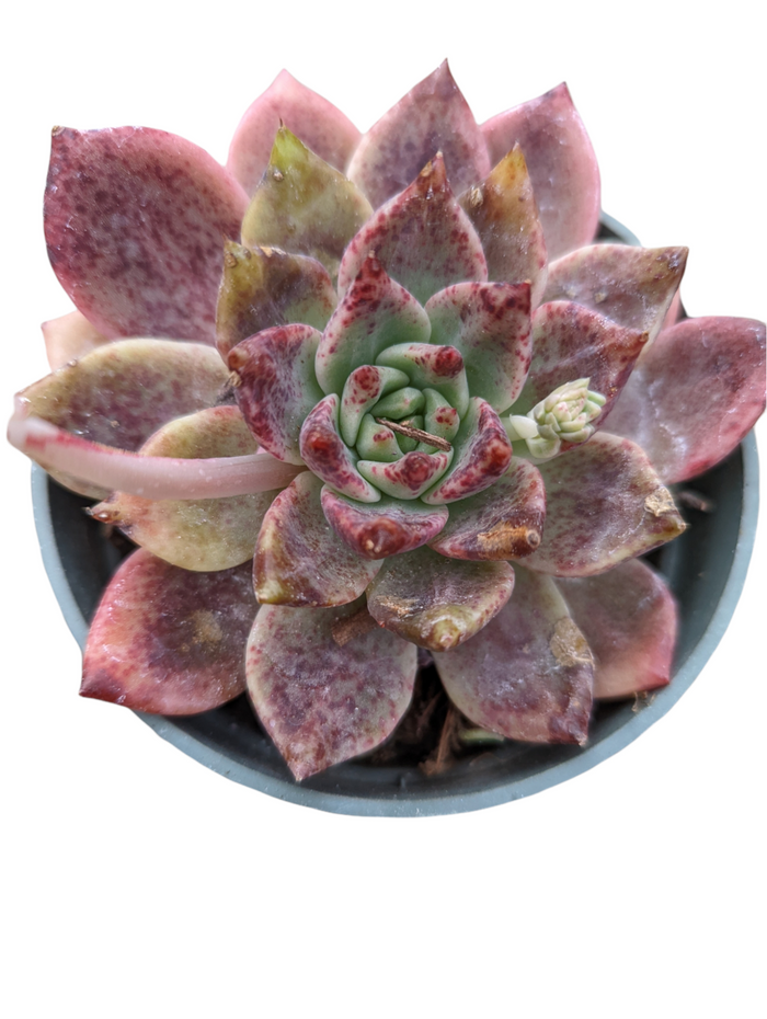 Echeveria Rosebony with reddish-spotted leaves and emerging flower bud.